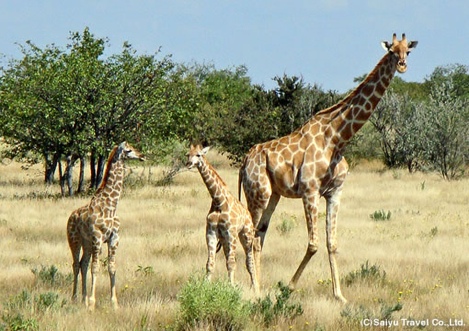 エトーシャ国立公園にて野生動物を観察