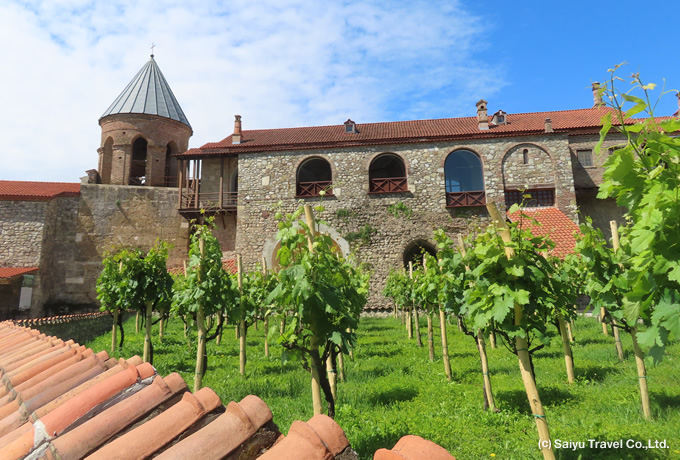 カヘティ地方のブドウ畑