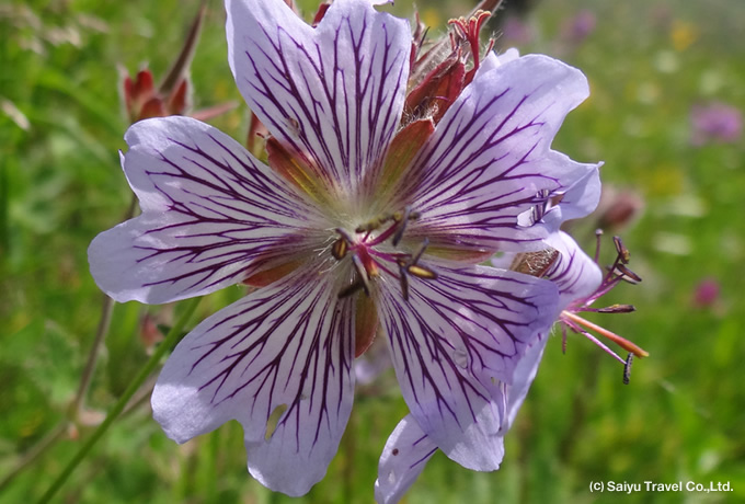 フウロソウ（レナルディ）