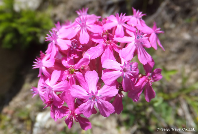 ムシトリナデシコ（ナデシコ科）