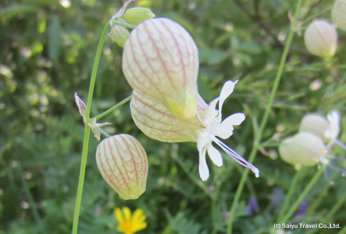 マンテマ（ナデシコ科
