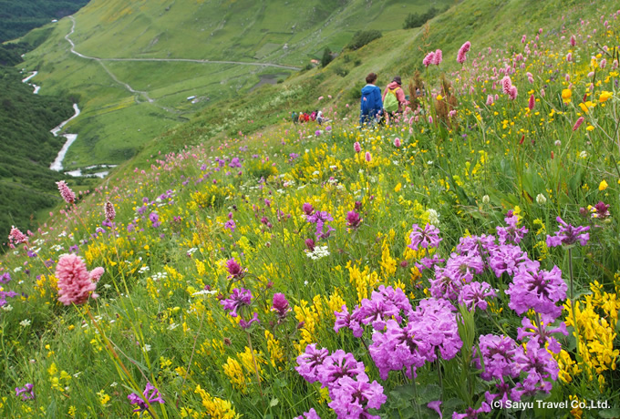 斜面に咲く花々