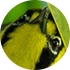 ハハジマメグロ