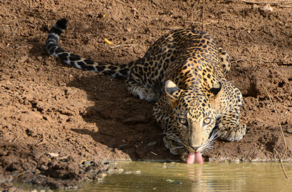 レオパード Panthera pardus