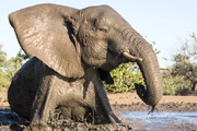 動物写真家・渡辺浩徳さん同行 ボツワナの至宝 マシャトゥ動物保護区サファリスペシャル