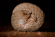 ナミビアの砂漠　ワイルドライフサファリ