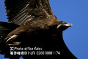 野鳥写真家 戸塚学さん＆鳥類ガイド 五百澤日丸さん同行 冬の南部韓国 ワシ＆ツル＆ガン類の一大越冬地を巡る
