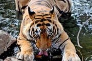 サリスカ・タイガーリザーブとランタンボール国立公園サファリ