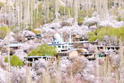 薄紅色に染まる春のラダックと天空の湖パンゴン・ツォ