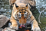 コルベット・コアゾーンサファリとランタンボール国立公園