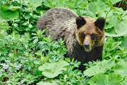 春の道東　シャチ・ヒグマ観察と世界遺産・知床