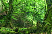 原生林・芦生の森と春日山原始林を歩く