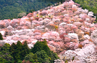 飛鳥の里から奈良最深部へ  花咲く大和路をゆく