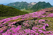 ミヤマキリシマの九重連山と由布岳＆国東半島トレッキング　 法華院温泉と湯布院温泉２連泊