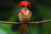 中米随一の野鳥の楽園　コスタリカ バードフォトスペシャル Part2