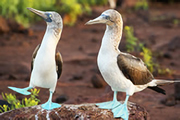 ガラパゴス諸島自然紀行