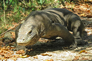 インドネシア 希少野生動物探訪