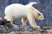 北極海に浮かぶ野生動物の聖域 スピッツベルゲン